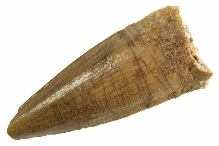 Fossil Spinosaurus Tooth - Real Dinosaur Tooth #299115